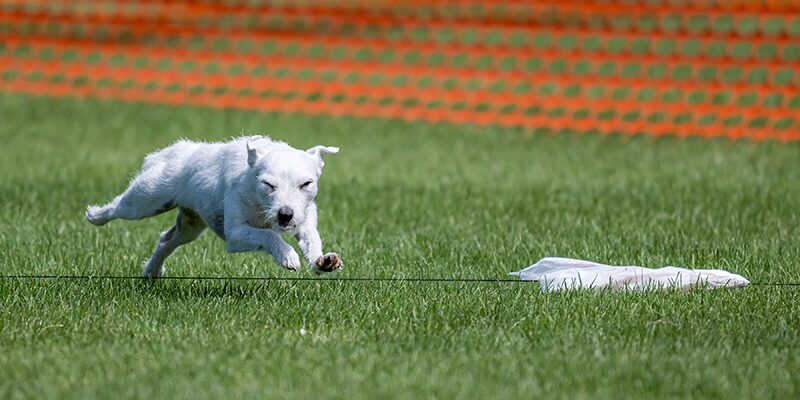 A Jack Russell Terrier chasing a simulated rabbit (plastic bag) during lure course.