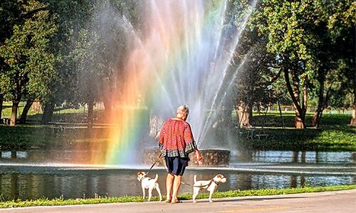 A person walking two jack russell terriers in front of a fountain in a lake. 