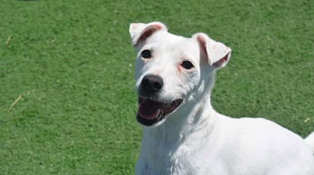 A jack russell terrier.