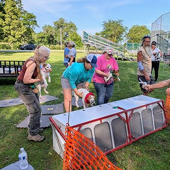 Three handlers loading their terriers into a racing box. 
