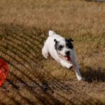 A Jack Russell Terrier Running on a race course. 