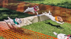 Jack Russell Terriers steeplechase racing.