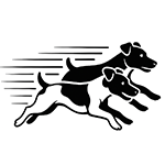 Two jack russell terriers racing.
