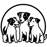 Three jack russell terries sitting together wagging their tails. 
